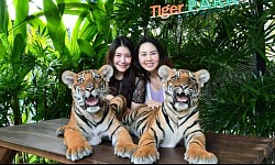 TIGER PARK PATTAYA